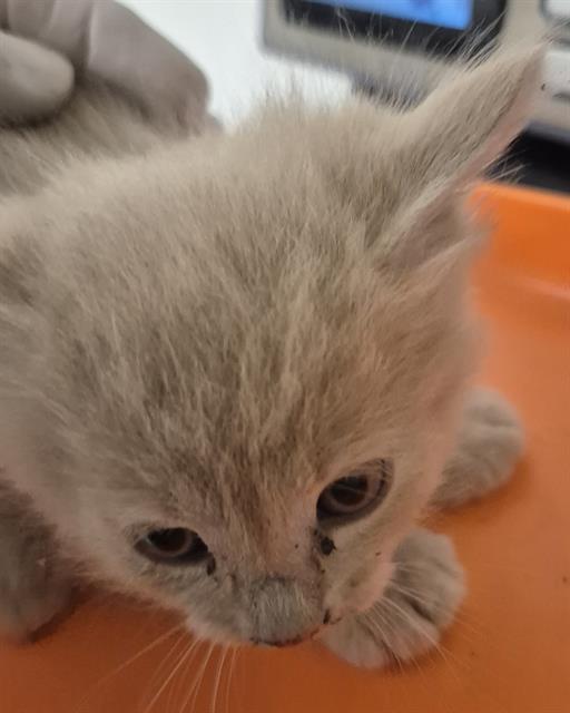 Shelter Stray Male Cat last seen Near BLOCK KROLL WAY, BAKERSFIELD CA 93309, 3951 Fruitvale Ave, Bakersfield, CA 93308, USA