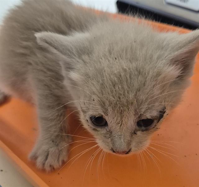 Shelter Stray Female Cat last seen Near BLOCK KROLL WAY, BAKERSFIELD CA 93309, 3951 Fruitvale Ave, Bakersfield, CA 93308, USA