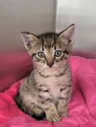 Shelter Stray Male Cat last seen Near BLOCK STINE RD, BAKERSFIELD CA 93313, 3951 Fruitvale Ave, Bakersfield, CA 93308, USA