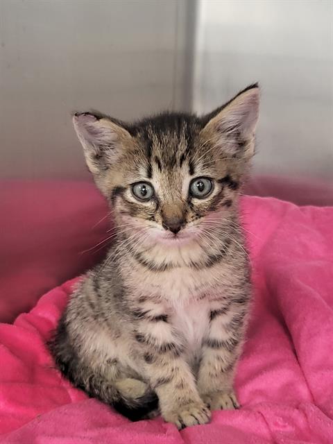 Shelter Stray Male Cat last seen Near BLOCK STINE RD, BAKERSFIELD CA 93313, 3951 Fruitvale Ave, Bakersfield, CA 93308, USA