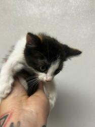 Shelter Stray Female Cat last seen SAN JUAN ST & SAN MARCOS DR, LOMA LINDA, CA, 92354, 333 Chandler Pl, San Bernardino, CA 92408, USA