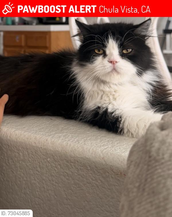Lost Male Cat last seen Rambur st , Chula Vista, CA 91911