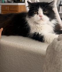 Lost Male Cat last seen Rambur st , Chula Vista, CA 91911