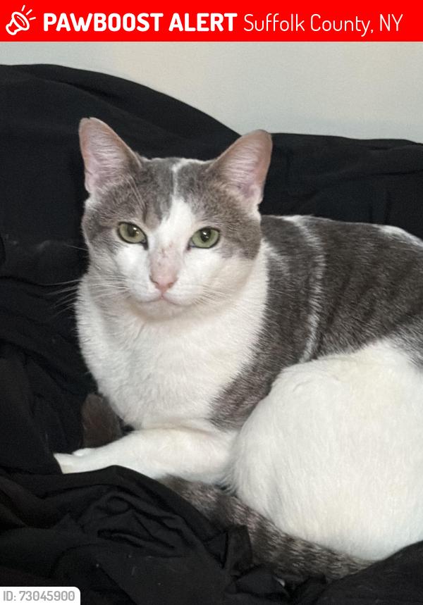 Lost Male Cat last seen near bruno lane close to straight path dix hills/deerpark, Suffolk County, NY 11746