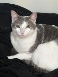 Lost Male Cat last seen near bruno lane close to straight path dix hills/deerpark, Suffolk County, NY 11746