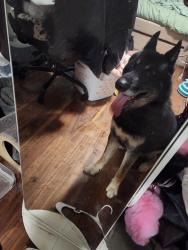 Found/Stray Male Dog last seen County line rd., Horsham, PA 19002