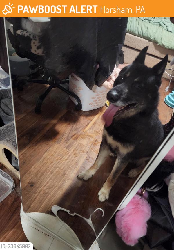 Found/Stray Male Dog last seen County line rd., Horsham, PA 19002