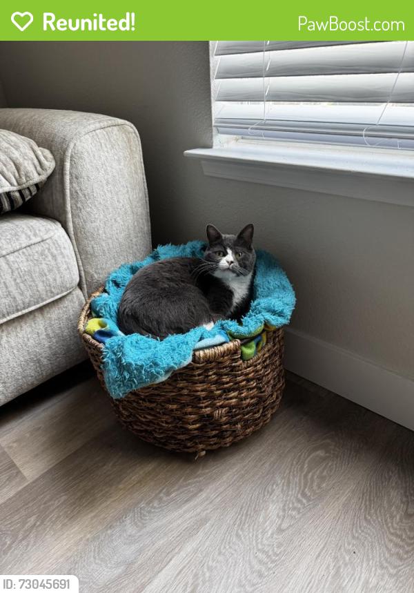 Reunited Male Cat last seen E Vassar Ave, Denver, CO, USA, Denver, CO 80210