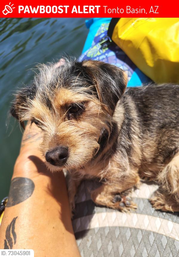 Lost Female Dog last seen On the salt river between water users and the bridge, Tonto Basin, AZ 85553