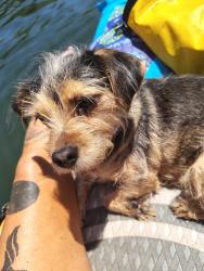 Lost Female Dog last seen On the salt river between water users and the bridge, Tonto Basin, AZ 85553
