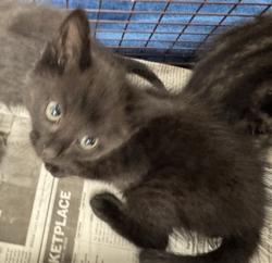 Shelter Stray Female Cat last seen , 11361 W Pico Blvd, Los Angeles, CA 90064, USA