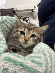 Shelter Stray Female Cat last seen , 11361 W Pico Blvd, Los Angeles, CA 90064, USA