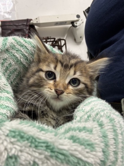 Shelter Stray Female Cat last seen , 11361 W Pico Blvd, Los Angeles, CA 90064, USA