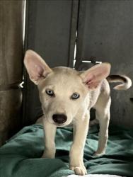 Shelter Stray Male Dog last seen , 11361 W Pico Blvd, Los Angeles, CA 90064, USA