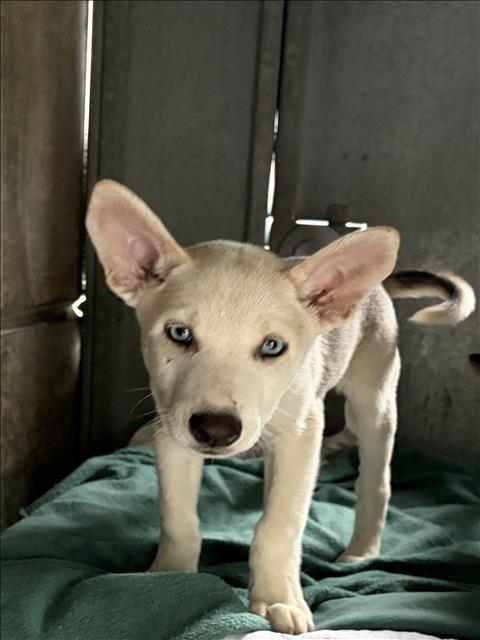 Shelter Stray Male Dog last seen , 11361 W Pico Blvd, Los Angeles, CA 90064, USA