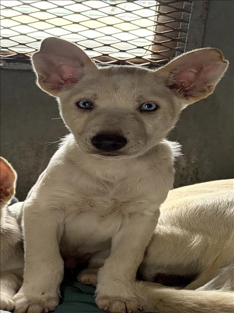 Shelter Stray Male Dog last seen , 11361 W Pico Blvd, Los Angeles, CA 90064, USA
