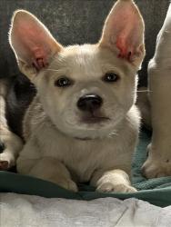 Shelter Stray Male Dog last seen , 11361 W Pico Blvd, Los Angeles, CA 90064, USA
