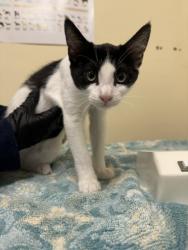 Shelter Stray Female Cat last seen , 1950 Stevenson Blvd, Fremont, CA 94538, USA