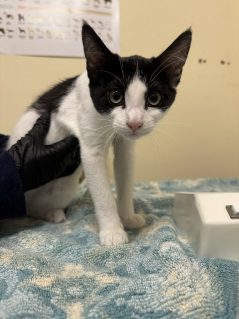 Shelter Stray Female Cat last seen , 1950 Stevenson Blvd, Fremont, CA 94538, USA