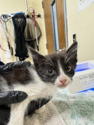 Shelter Stray Male Cat last seen UNKNOWN, 1950 Stevenson Blvd, Fremont, CA 94538, USA
