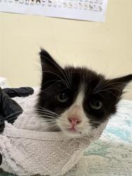 Shelter Stray Male Cat last seen UNKOWN, 1950 Stevenson Blvd, Fremont, CA 94538, USA