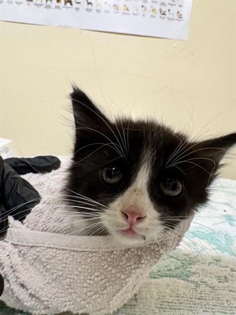 Shelter Stray Male Cat last seen UNKOWN, 1950 Stevenson Blvd, Fremont, CA 94538, USA