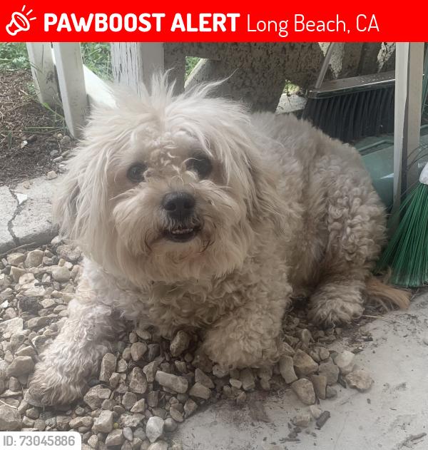 Lost Male Dog last seen W 9th st and Magnolia ave, Long Beach, CA 90813