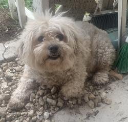 Lost Male Dog last seen W 9th st and Magnolia ave, Long Beach, CA 90813