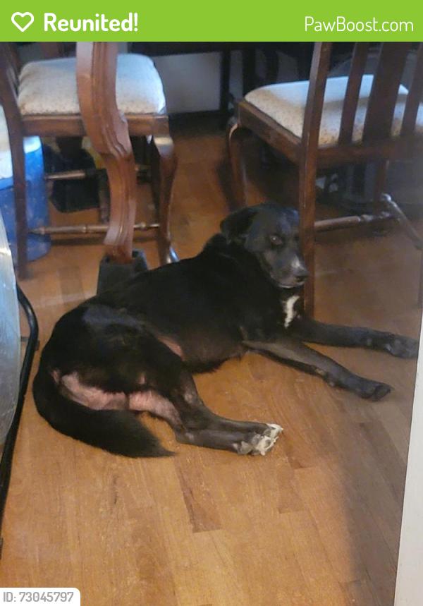 Reunited Male Dog last seen Hazel Ave , Kent, WA 98030