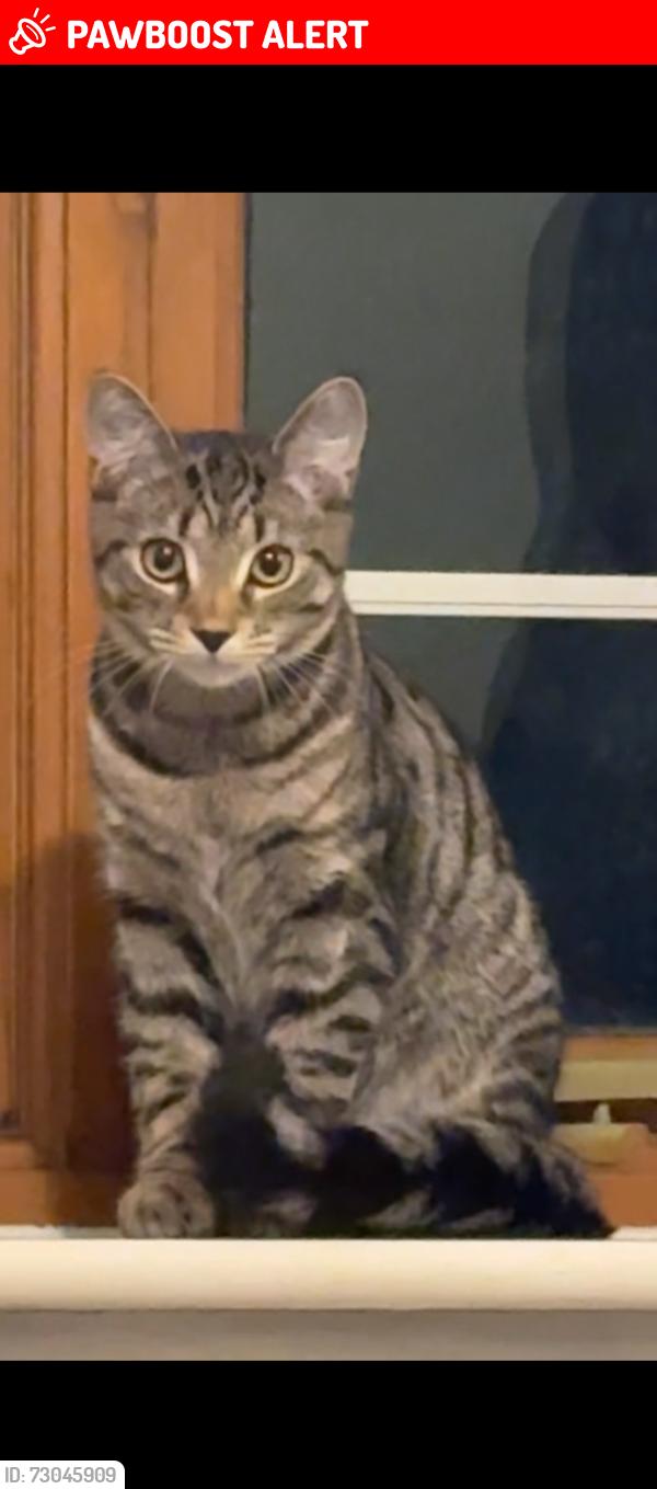 Lost Male Cat last seen devereux place, Leadenhall, England MK6 5LQ