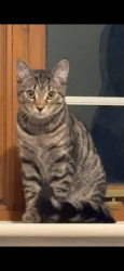 Lost Male Cat last seen devereux place, Leadenhall, England MK6 5LQ