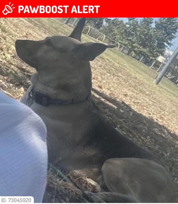 Lost Female Dog last seen 157th st, West Rancho Dominguez, CA 90061