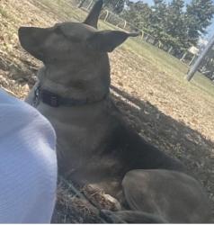 Lost Female Dog last seen 157th st, West Rancho Dominguez, CA 90061