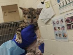 Shelter Stray Female Cat last seen Near BLOCK MANN ST SANTA FE NM 87505, 100 Caja Del Rio Rd, Santa Fe, NM 87507, USA