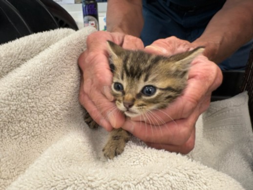 Shelter Stray Male Cat last seen , West Valley Animal Shelter, 20655 Plummer St, Chatsworth, CA 91311, USA