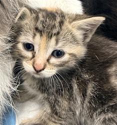Shelter Stray Female Cat last seen , West Valley Animal Shelter, 20655 Plummer St, Chatsworth, CA 91311, USA