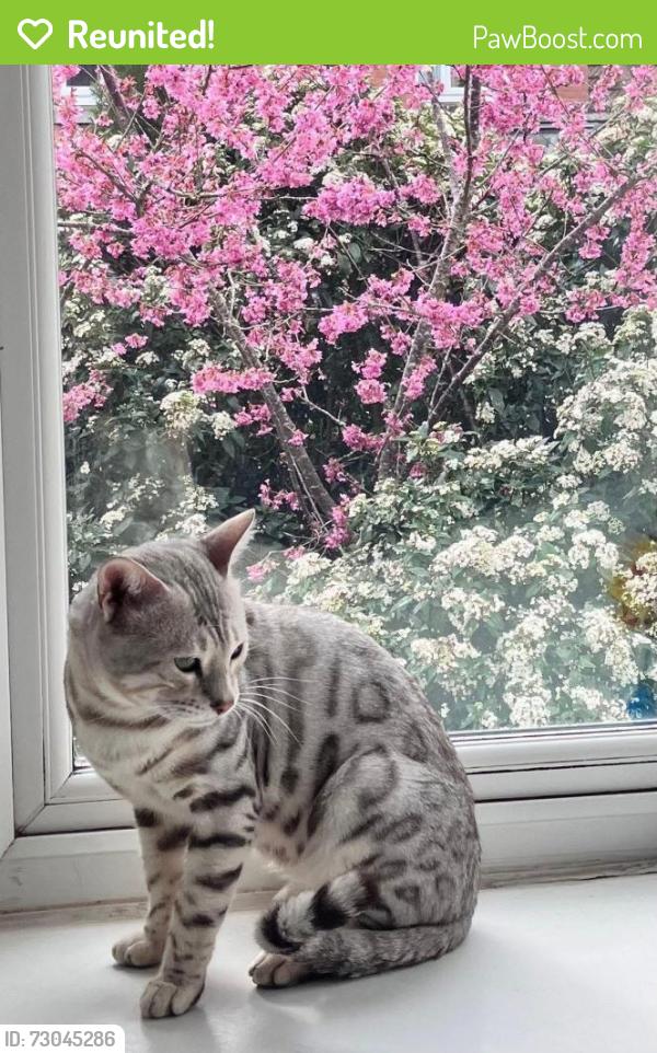 Reunited Male Cat last seen Alcott lane , Marston Green, England 