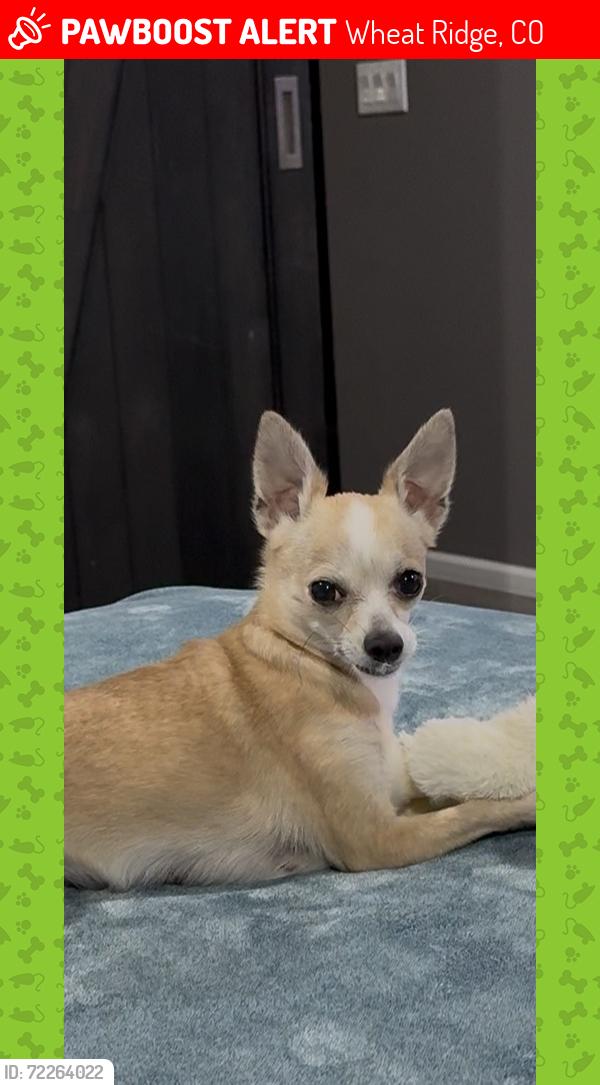 Lost Female Dog last seen Near clear creek drive, Wheat Ridge, CO 80401
