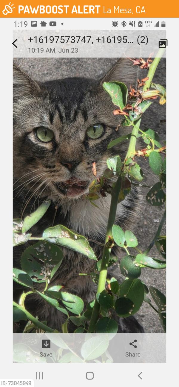 Found/Stray Unknown Cat last seen Madison Ave and Lemon in La Mesa, La Mesa, CA 91941