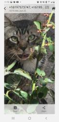 Found/Stray Unknown Cat last seen Madison Ave and Lemon in La Mesa, La Mesa, CA 91941
