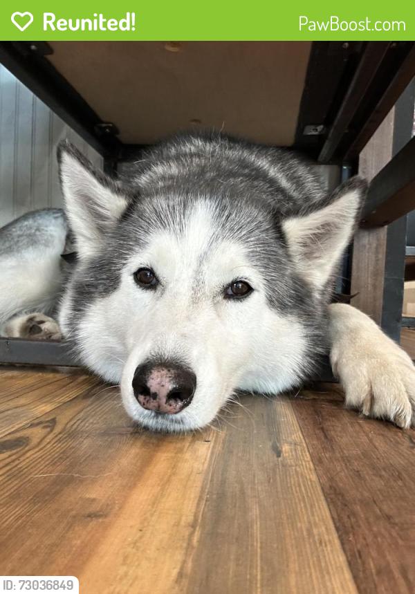 Reunited Male Dog last seen Near sw 2nd ave Dania , Dania Beach, FL 33004
