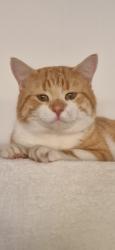 Lost Male Cat last seen Fairweather Green Pub, West Yorkshire, England BD8 0HJ