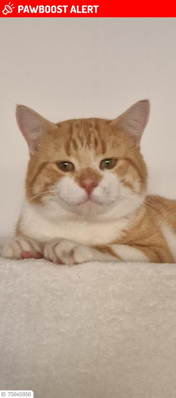 Lost Male Cat last seen Fairweather Green Pub, West Yorkshire, England BD8 0HJ