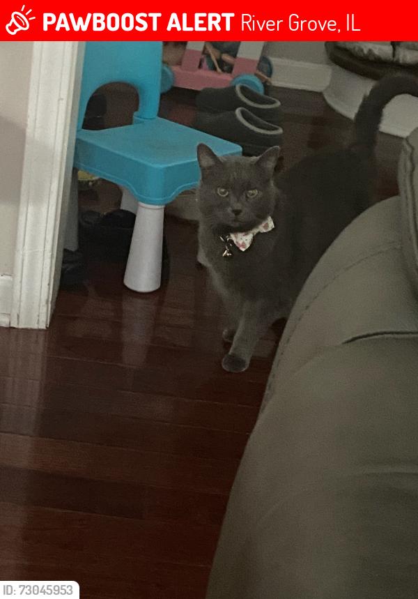 Lost Female Cat last seen Near Oak Street, River Grove, Ill, River Grove, IL 60171