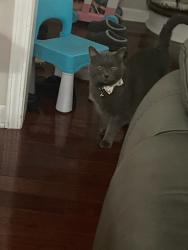 Lost Female Cat last seen Near Oak Street, River Grove, Ill, River Grove, IL 60171