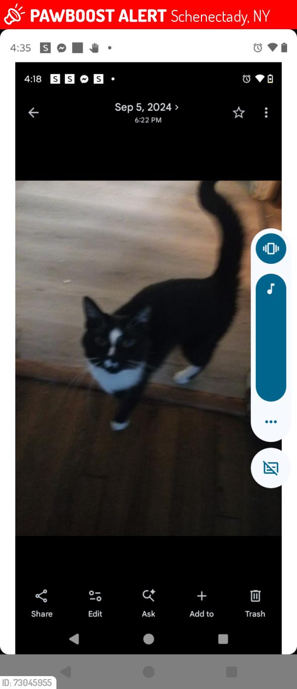 Lost Male Cat last seen Juice bar on Albany street, Schenectady, NY 12304