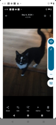Lost Male Cat last seen Juice bar on Albany street, Schenectady, NY 12304