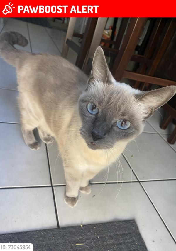 Lost Female Cat last seen Newland and Slater, Huntington Beach, CA 92647