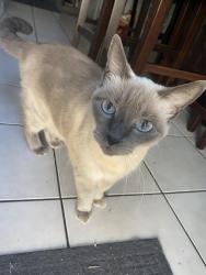 Lost Female Cat last seen Newland and Slater, Huntington Beach, CA 92647