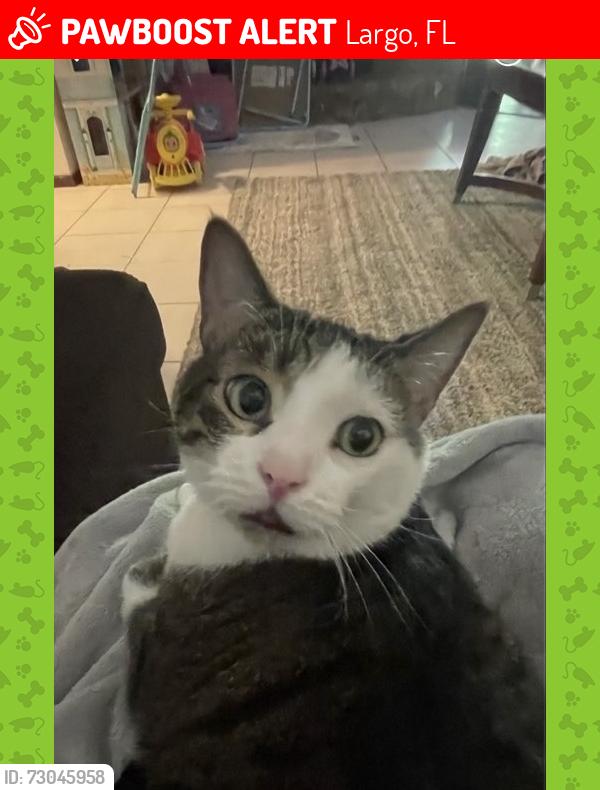 Lost Male Cat last seen Lake palms drive, Largo, FL 33771